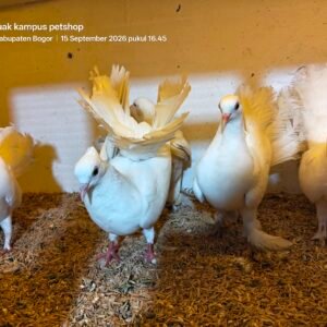 Merpati kipas putih ceremonial