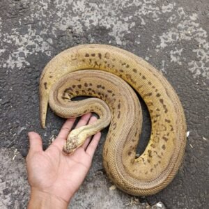 ball python pastel leopard clown
