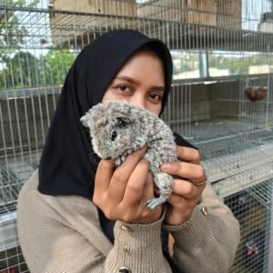 silver teddy guinea pig
